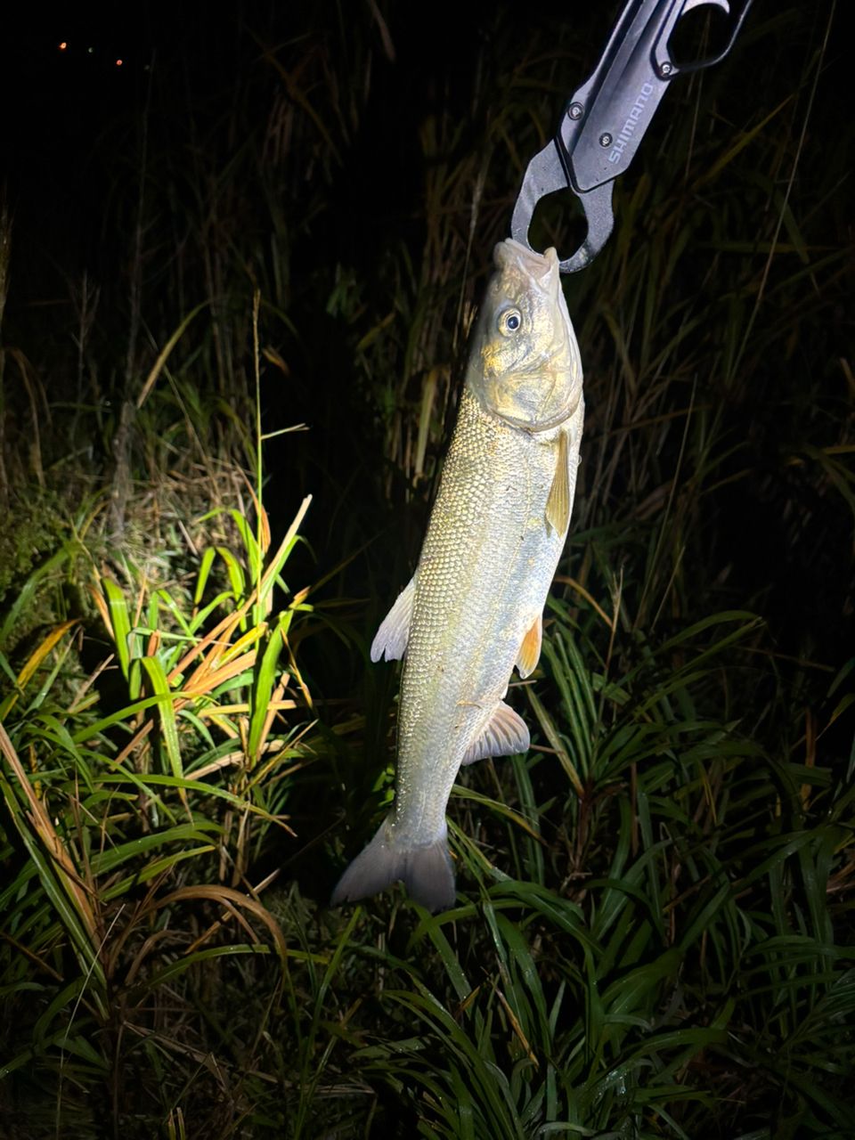 GCRAFT セブンセンスSR モンスターストリーム MSS-902-SRの最安値