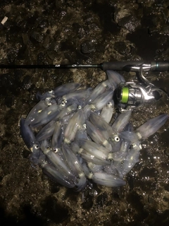 マメイカの釣果