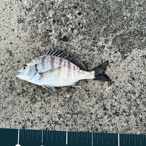 チンチンの釣果