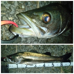 シーバスの釣果