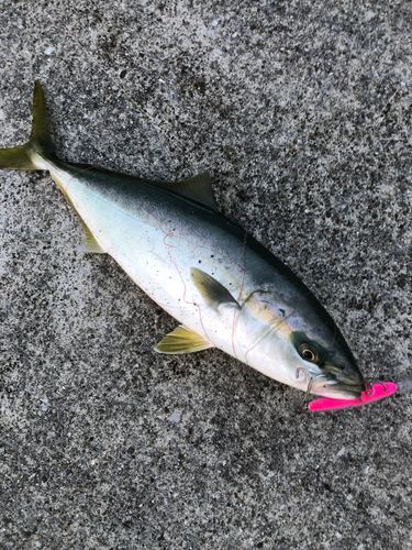 イナダの釣果