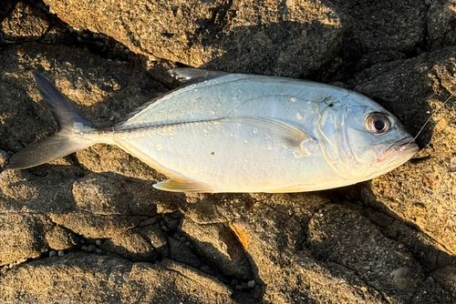 ギンガメアジの釣果