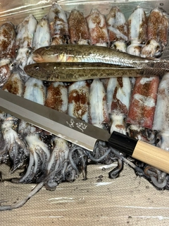 マメイカの釣果