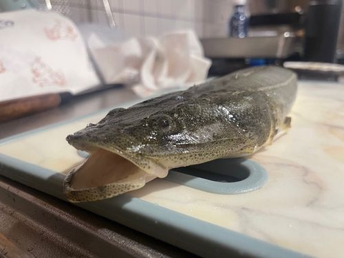 マゴチの釣果