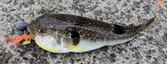 フグの釣果