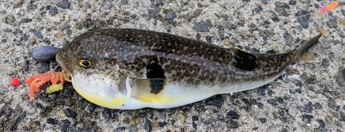 フグの釣果