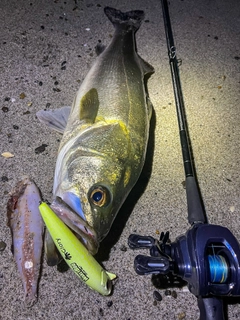 シーバスの釣果