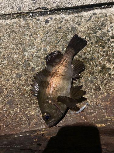 メバルの釣果