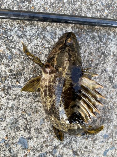 タケノコメバルの釣果