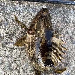 タケノコメバル