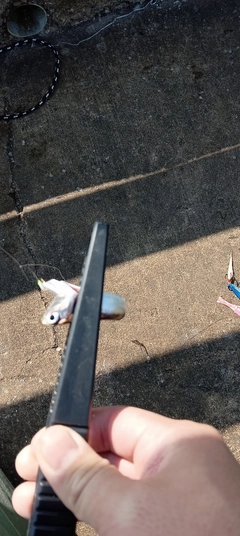 カタクチイワシの釣果