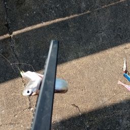 カタクチイワシ