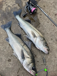 シーバスの釣果