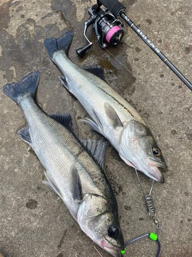 シーバスの釣果