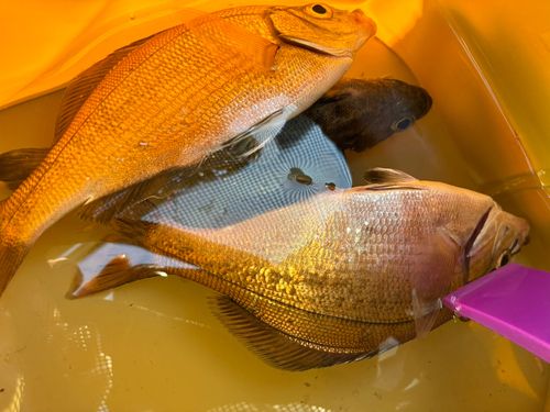 ウミタナゴの釣果