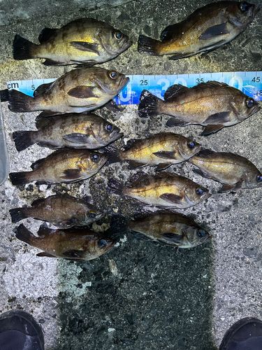 室浜漁港（宮戸島）