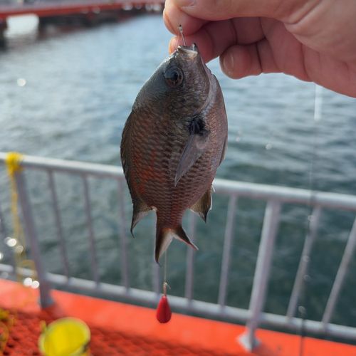 スズメダイの釣果