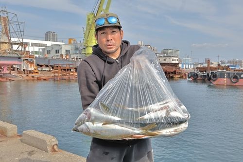 ハマチの釣果