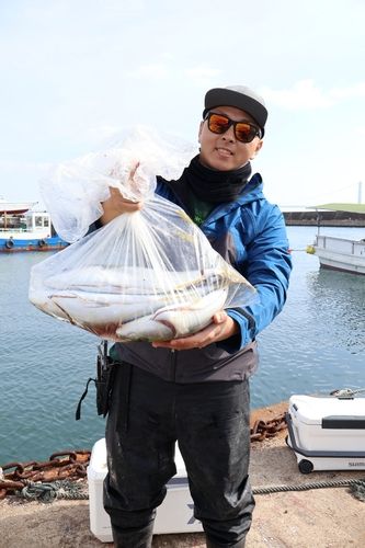 ハマチの釣果
