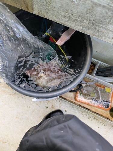 カワハギの釣果