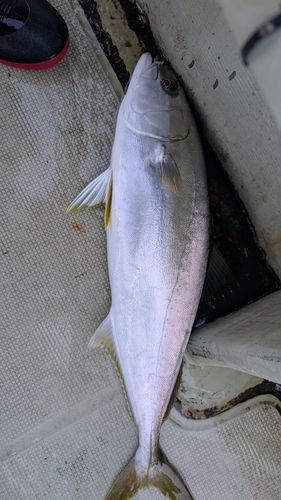 ヒラマサの釣果