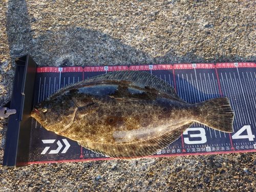 ヒラメの釣果