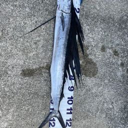 バショウカジキ