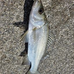 セイゴ（マルスズキ）