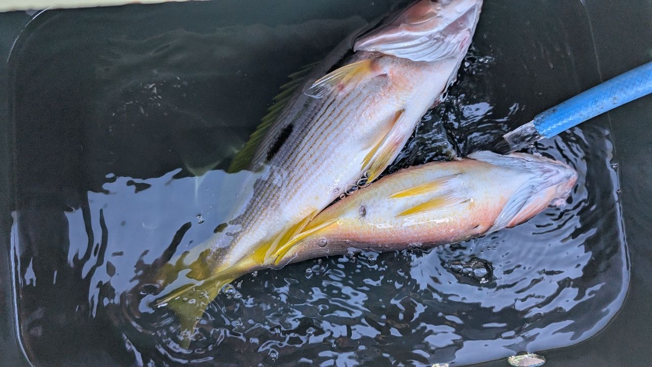 ヨコスジフエダイ