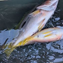 ヨコスジフエダイ