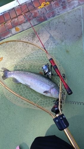 レインボートラウトの釣果