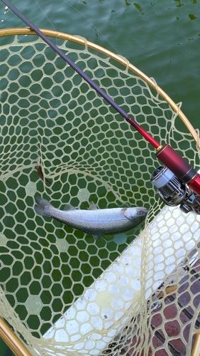 レインボートラウトの釣果