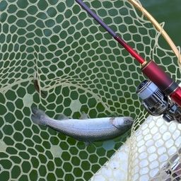 レインボートラウト