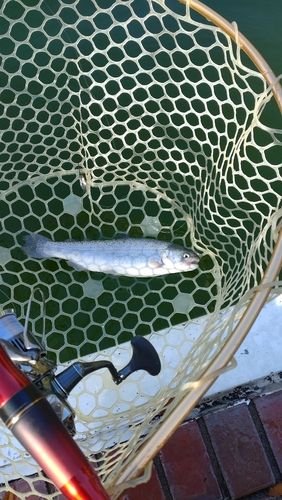 レインボートラウトの釣果