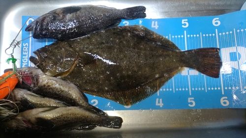 ヒラメの釣果
