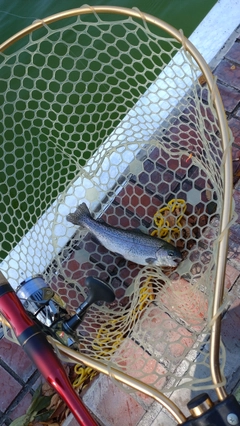 レインボートラウトの釣果