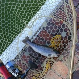 レインボートラウト