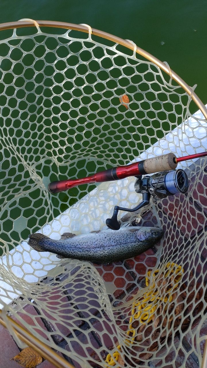 レインボートラウト