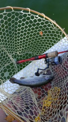 レインボートラウトの釣果