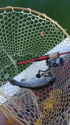 レインボートラウトの釣果