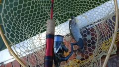 レインボートラウトの釣果