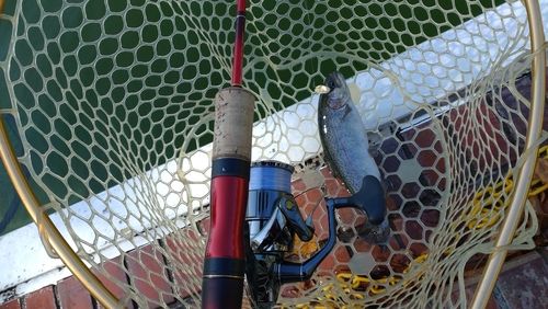 レインボートラウトの釣果