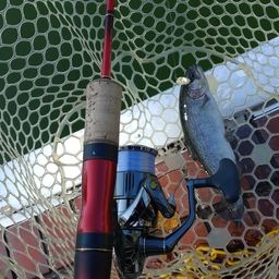 レインボートラウト