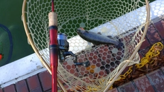 レインボートラウトの釣果