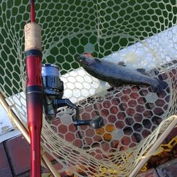 レインボートラウト