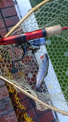 レインボートラウトの釣果