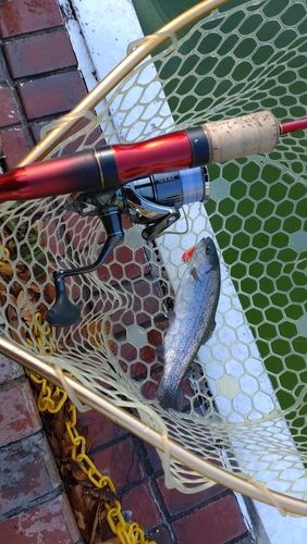 レインボートラウトの釣果