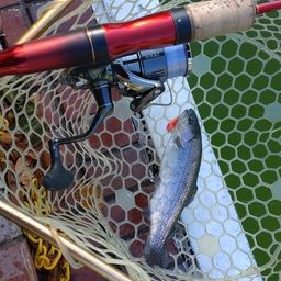 レインボートラウト