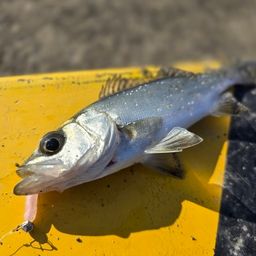 セイゴ（マルスズキ）