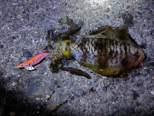 アオリイカの釣果
